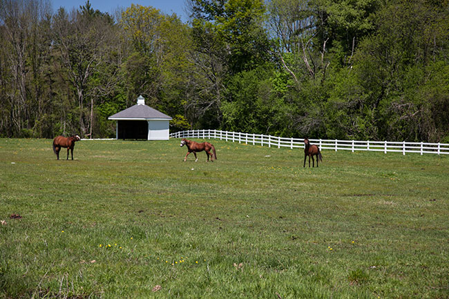 North Rd Pasture - Huckins Farm - Bedford, MA